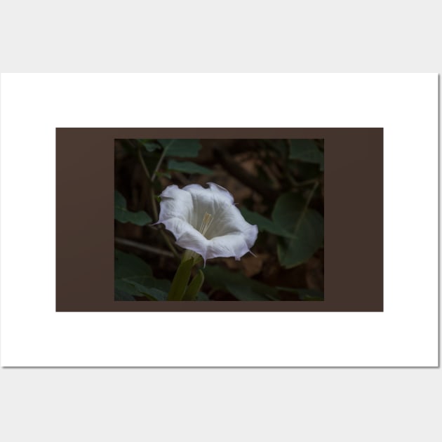 Sacred Datura - White Wildflower Wall Art by Debra Martz